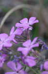 Downy phlox